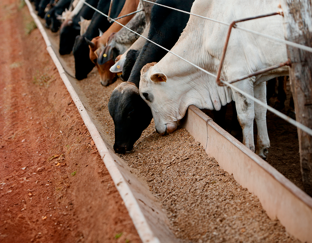 A importância da nutrição bovina para qualidade da produção